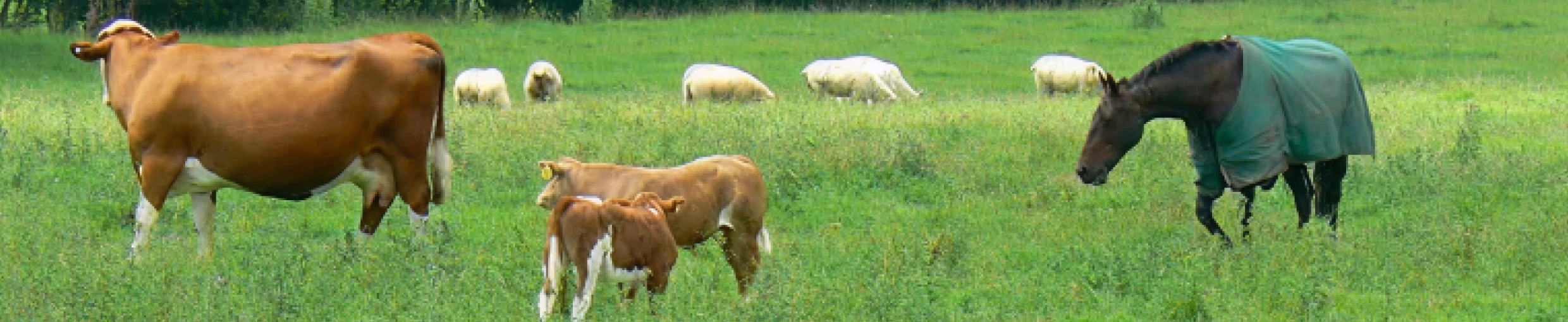 Farm animals in a green pasture